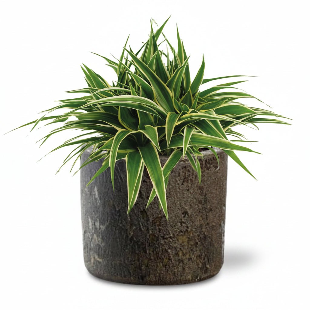 Chlorophytum &