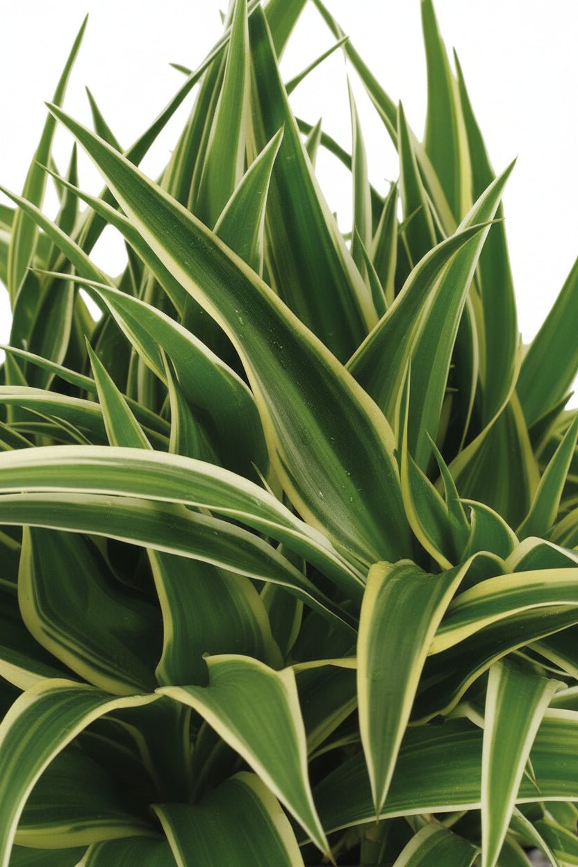 Chlorophytum &