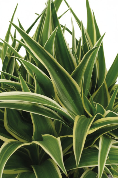 Chlorophytum &