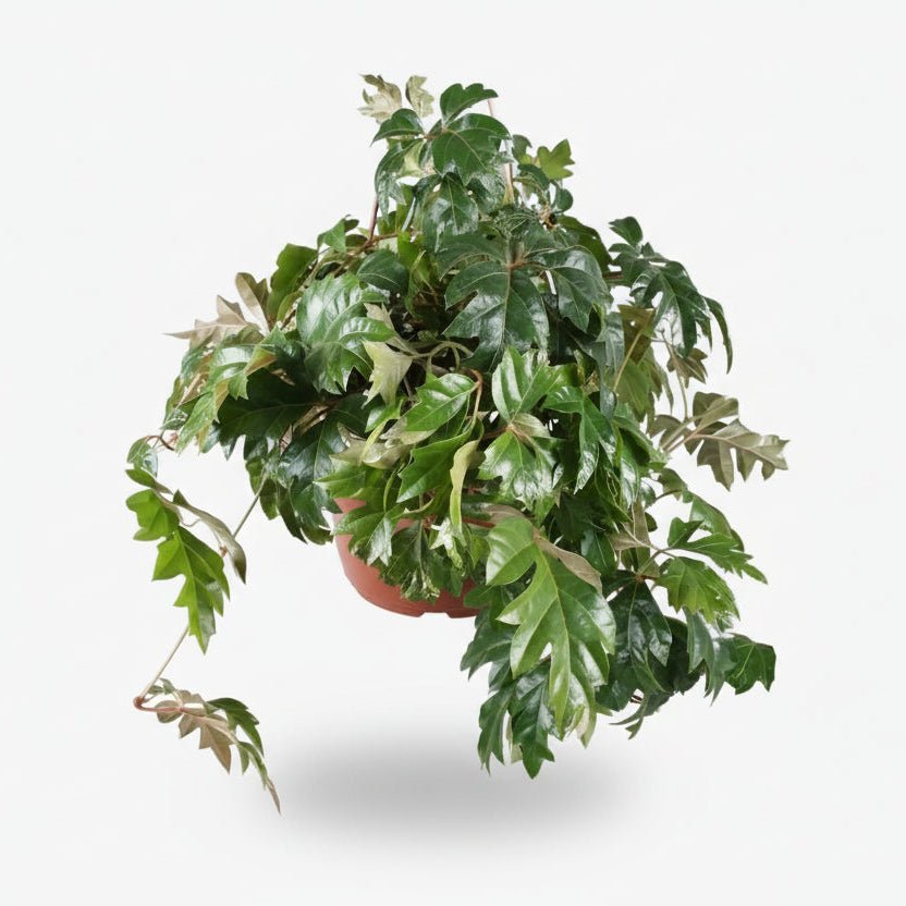 Cissus Rhombifolia Ellen Danica — Planta de interior — Ø17 cm — H70 cm - Verdeia - 1