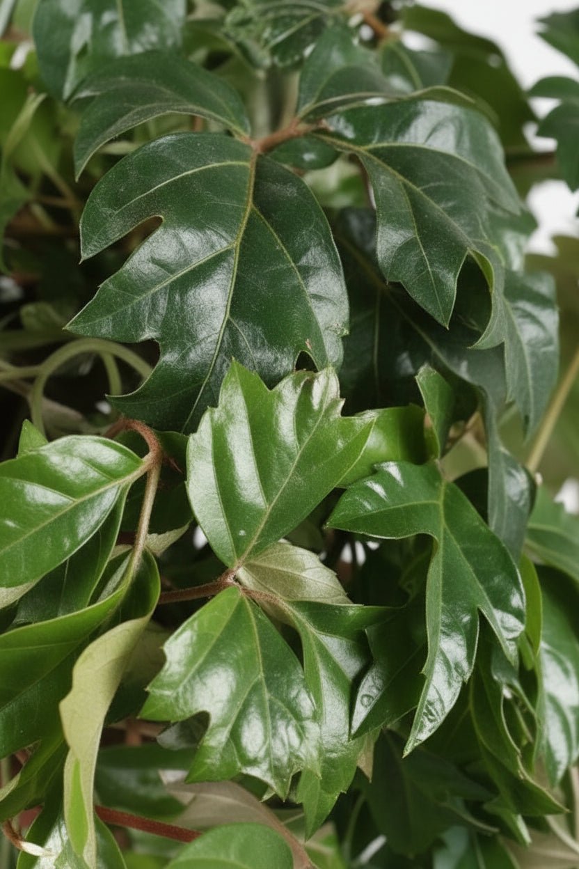 Cissus Rhombifolia Ellen Danica — Parra d&