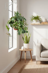 Cissus Rhombifolia Ellen Danica — Planta de interior — Ø17 cm — H70 cm - Verdeia - 5