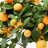 Primer plano de frutos del Citrus Calamondin — pequeños cítricos naranjas y follaje brillante