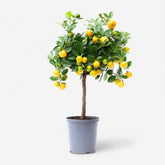 Citrus Calamondin Ø22 cm x H80 en maceta — naranjo cítrico para apartamento fondo blanco