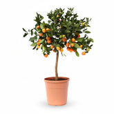 Citrus Calamondin Ø15 cm x H40 cm en maceta — naranjo cítrico para apartamento fondo blanco
