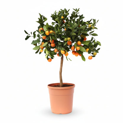Citrus Calamondin Ø15 cm x H40 cm en maceta — naranjo cítrico para apartamento fondo blanco
