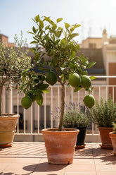 Limón Citrus — Citronero — Ø22 cm — H80 cm - Verdeia - 5