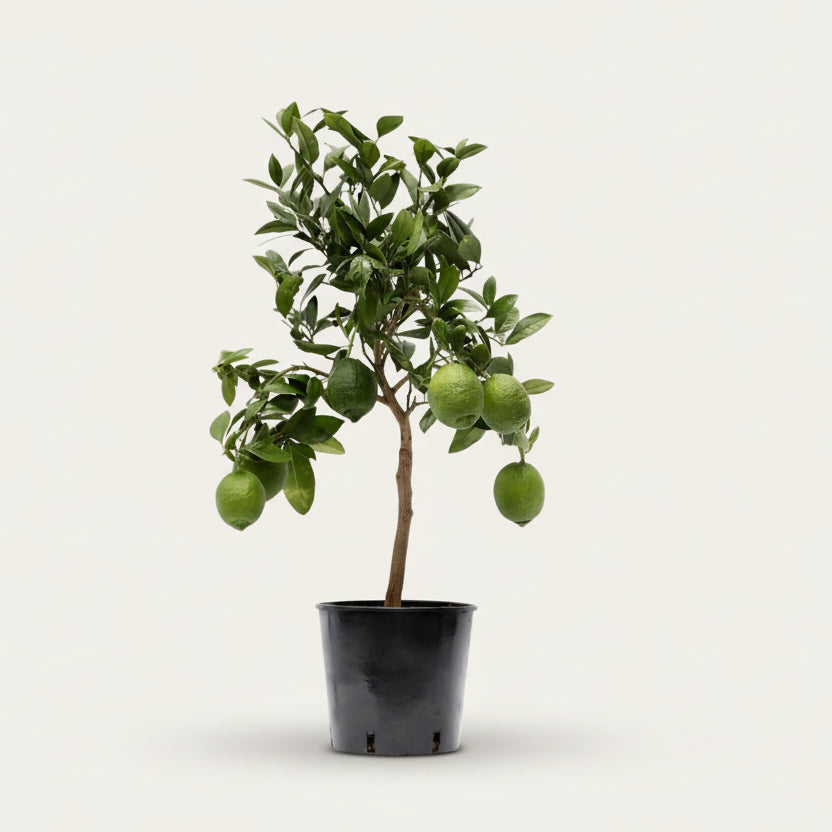 Limón Citrus — Citronero — Ø22 cm — H80 cm - Verdeia - 1