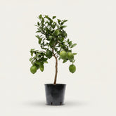 Limón Citrus — Citronero — Ø22 cm — H80 cm - Verdeia - 1
