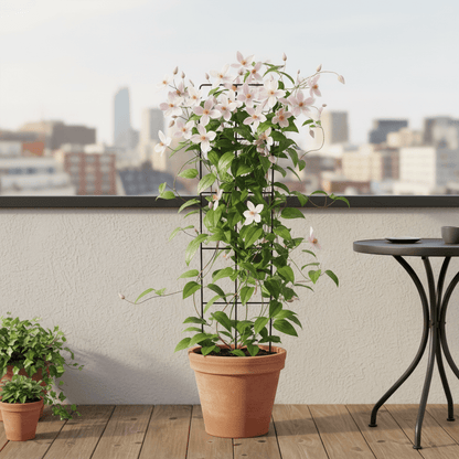 Clematis armandii ‘Apple Blossom’ – Clématite persistante rose pâle – Ø15cm – ↕65cm - Verdeia