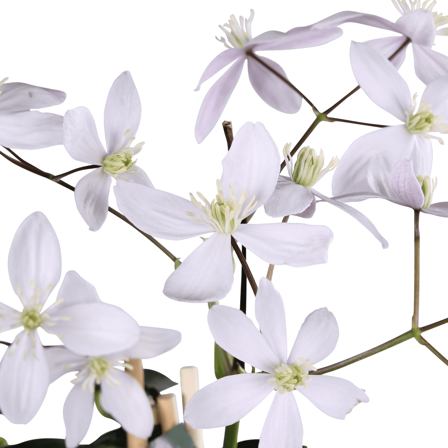 Clematis armandii ‘Apple Blossom’ – Clématite persistante rose pâle – Ø15cm – ↕65cm - Verdeia