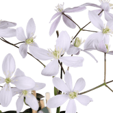 Clematis armandii ‘Apple Blossom’ – Clemátide perenne rosa pálido – D15 x A65 cm - Verdeia - 1