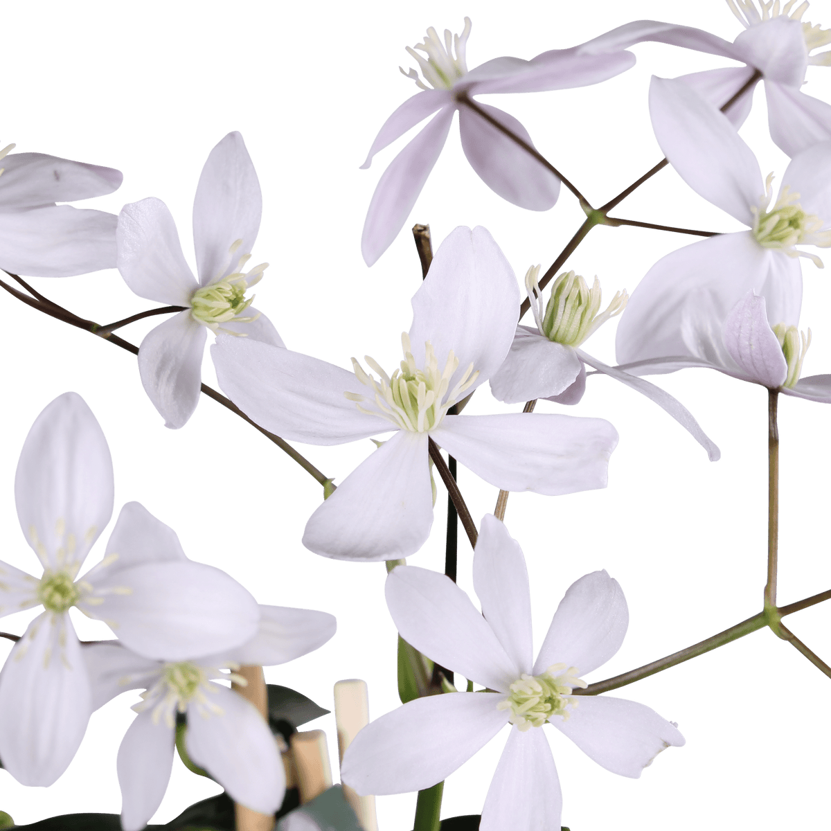 Clematis armandii ‘Apple Blossom’ – Clemàtide perenne rosa pàl·lid – D15 x H65 cm - Verdeia - 1