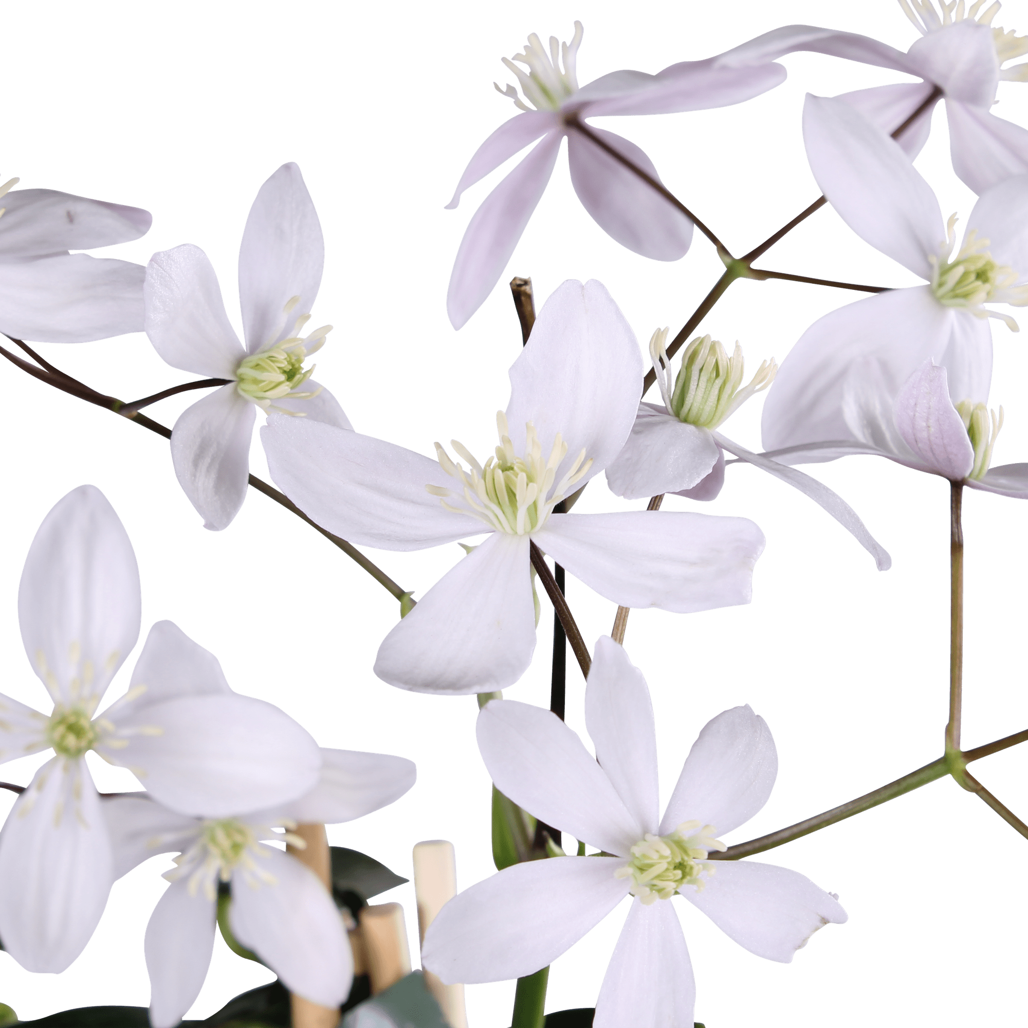 Clematis armandii ‘Apple Blossom’ – Clématite persistante rose pâle – Ø15cm – ↕65cm - Verdeia