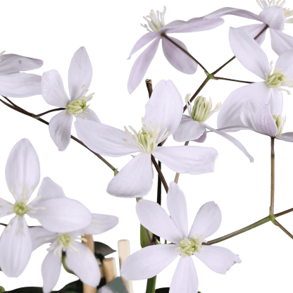 Clematis armandii ‘Apple Blossom’ – Clématite persistante rose pâle – Ø15cm – ↕65cm - Verdeia
