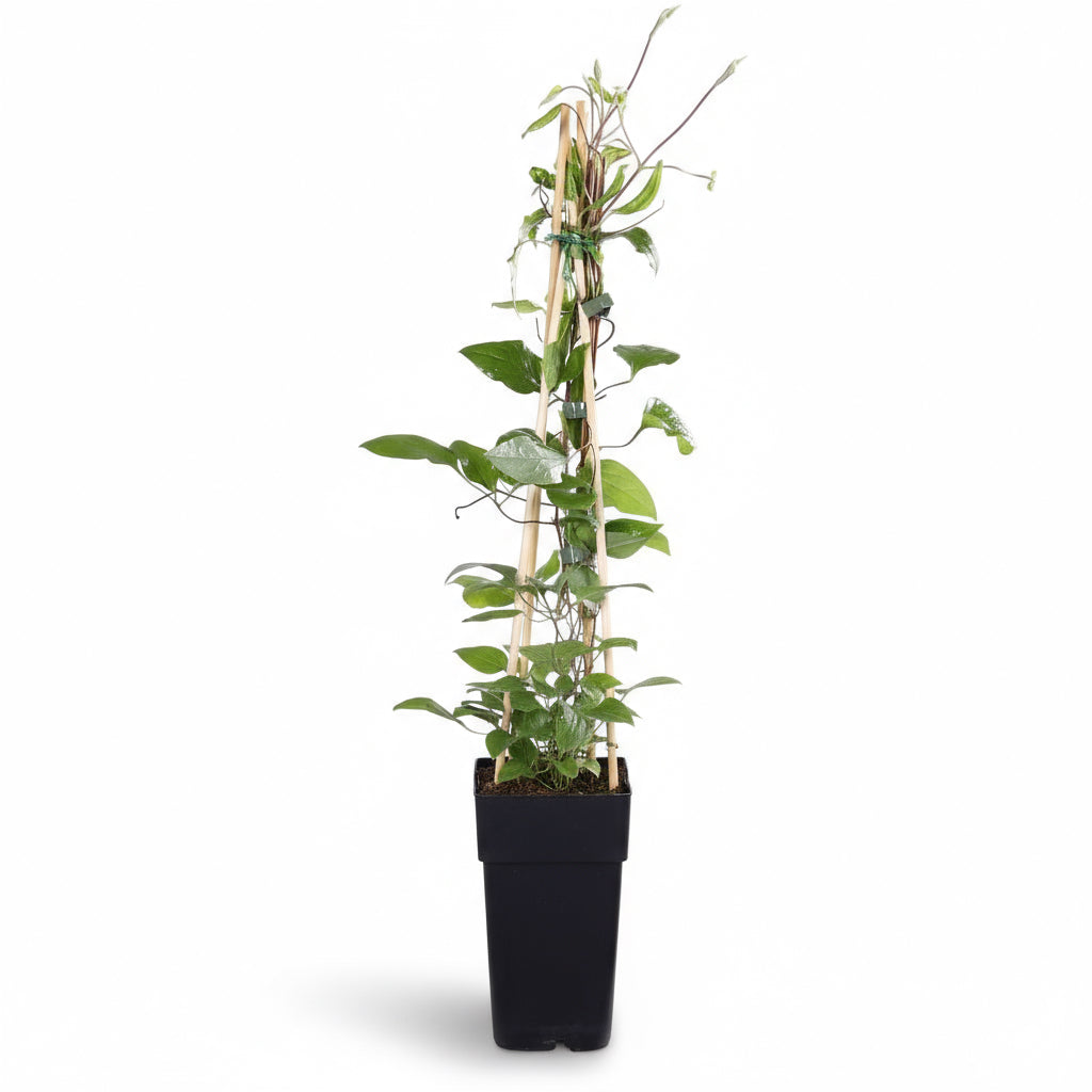 Clematis ‘Hagley Hybrid’ – Clématite rouge cardinal – Ø15cm – ↕65cm - Verdeia