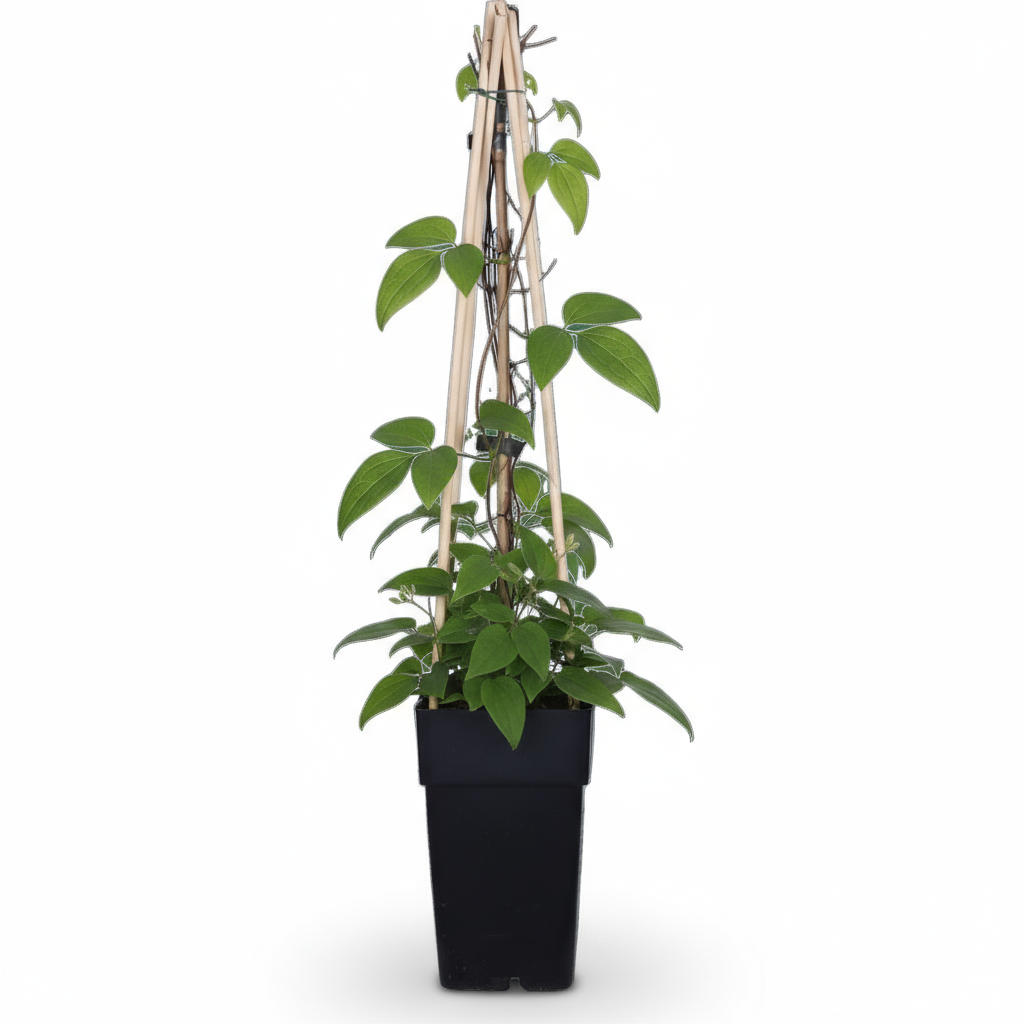 Clematis Jackmanii – Clématite violette – D15cm x H65cm - Verdeia - 2