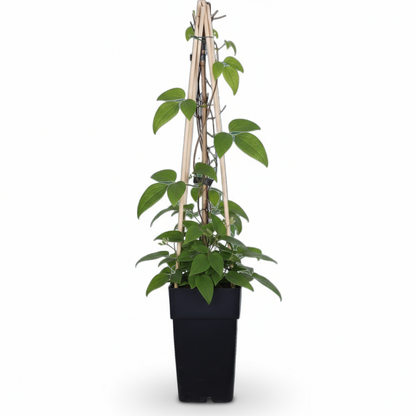 Clematis Jackmanii – Clématite violette – D15cm x H65cm - Verdeia