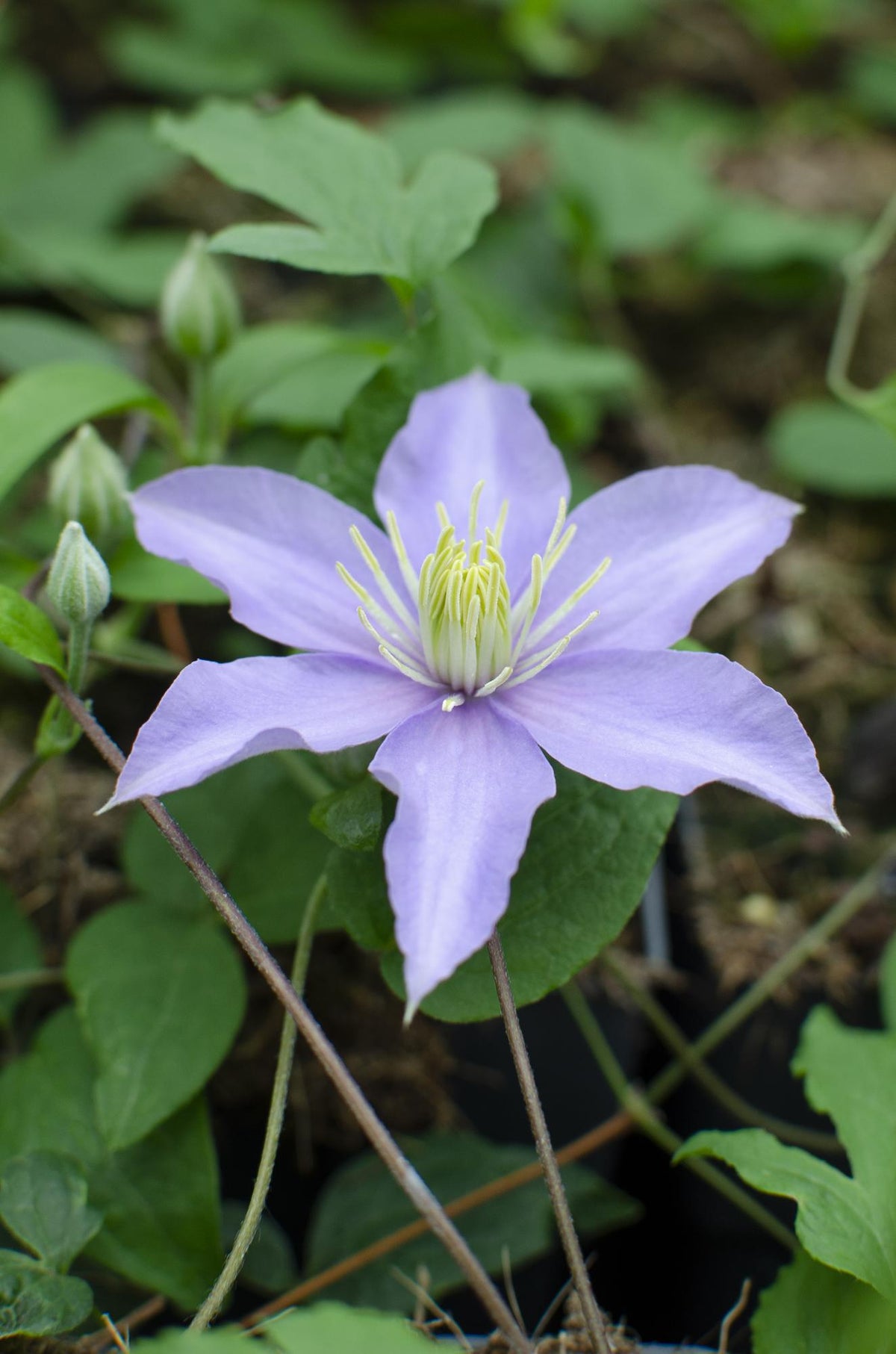 Clematis „Justa“ – lilafarbene großblütige Waldrebe – D15 x H65 cm - Verdeia - 1