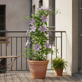 Clemátide ‘Justa’ – Clemátide lila de flores grandes – D15 x H65 cm - Verdeia - 3