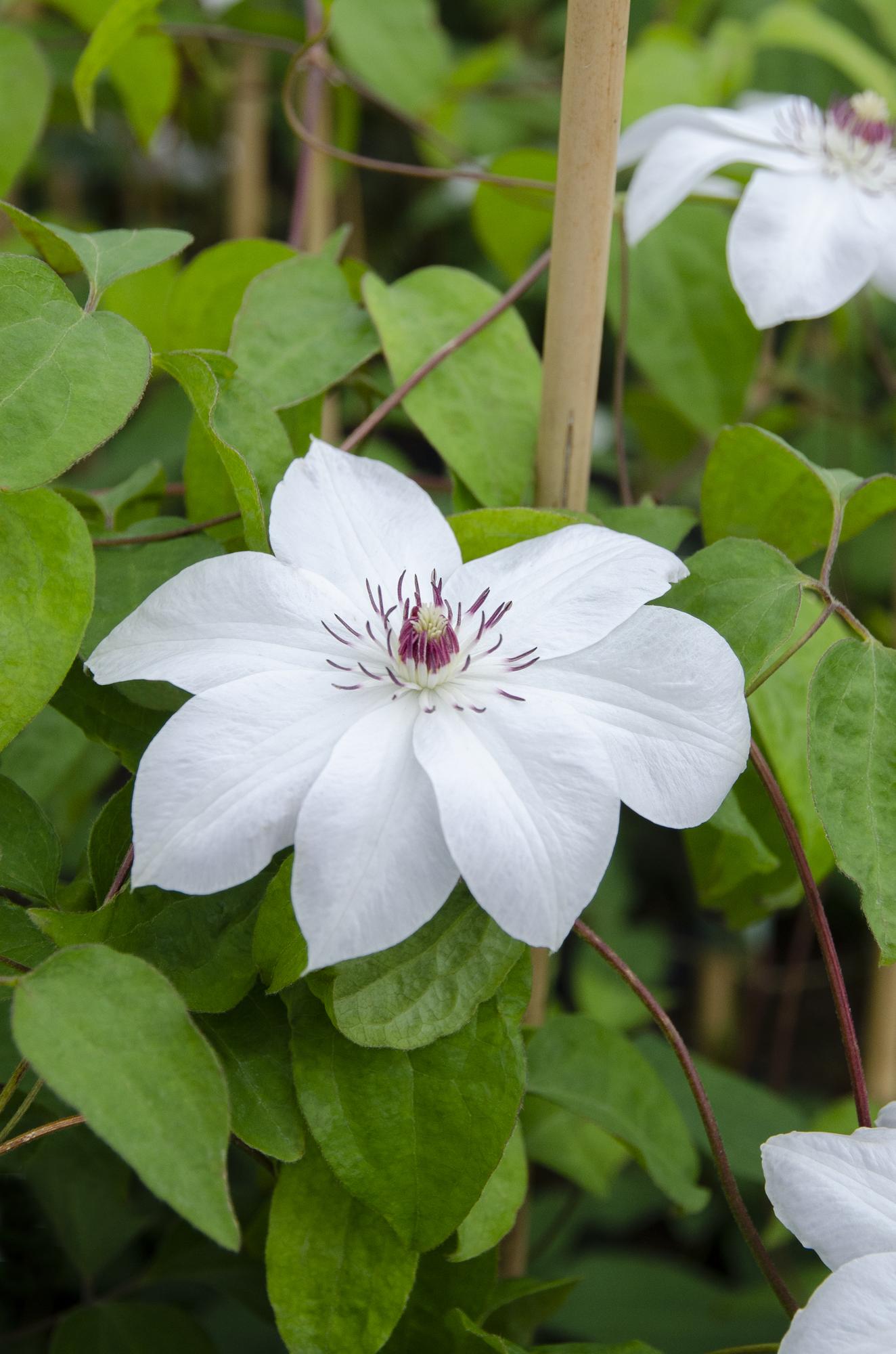 Clematis ‘Miss Bateman’ – Clématite blanche élégante – Ø15cm – ↕65cm - Verdeia