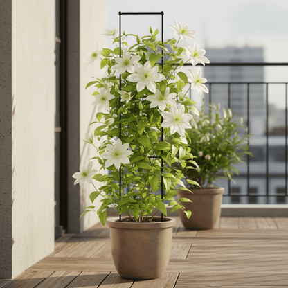 Clematis ‘Miss Bateman’ – Clématite blanche élégante – Ø15cm – ↕65cm - Verdeia
