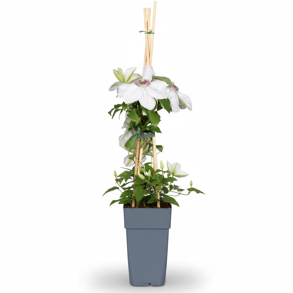 Clematis ‘Miss Bateman’ – Clématite blanche élégante – Ø15cm – ↕65cm - Verdeia