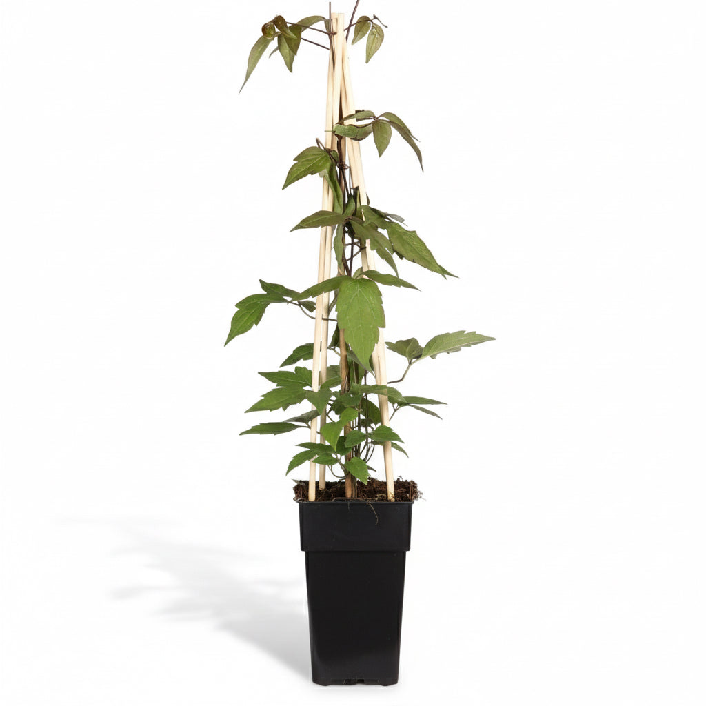 Powojnik górski ‘Fragrant Spring’ – pachnący powojnik – D15 × H 65 cm – Verdeia – 2