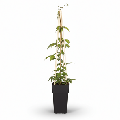 Clematis montana ‘Grandiflora’ – Clématite blanche printanière – Ø15cm – ↨65cm - Verdeia