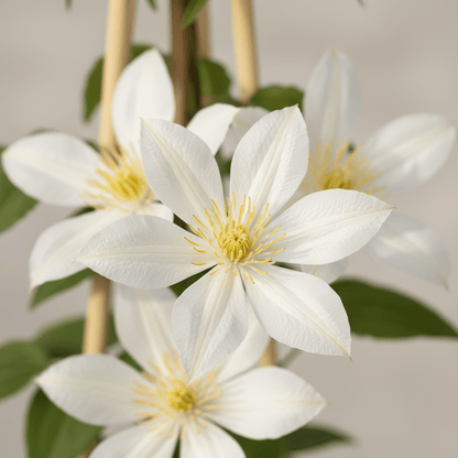 Clematis montana ‘Grandiflora’ – Clématite blanche printanière – Ø15cm – ↨65cm - Verdeia