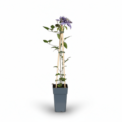 Clematis Multi Blue – Clématite bleue à grandes fleurs – D15cm x H65cm - Verdeia