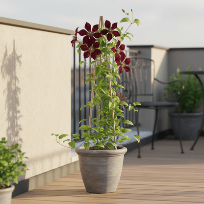 Clematis ‘Niobe’ – Clématite rouge à grandes fleurs – Ø15cm – ↨65cm - Verdeia