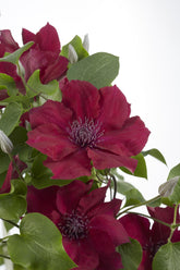 Clematis &