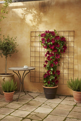 Clematis &