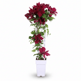 Clematis &