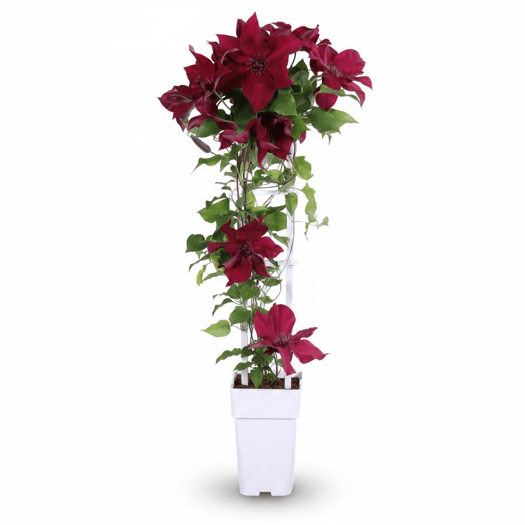 Clematis &