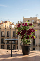 Clematis &
