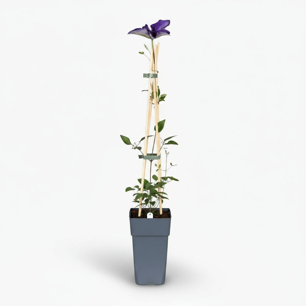 Clematis The President – Clematite violette grimpante – Ø15cm – ↕65cm - Verdeia