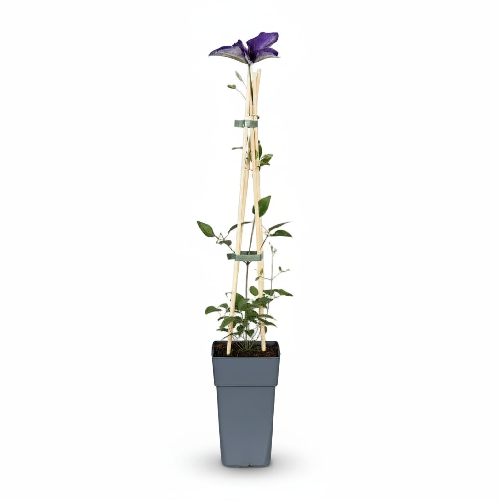 Clematis The President – Violette Kletter-Waldrebe – D15 x H65 cm - Verdeia - 2