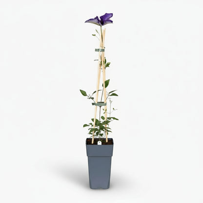 Clematis The President – Clematite violette grimpante – Ø15cm – ↕65cm - Verdeia