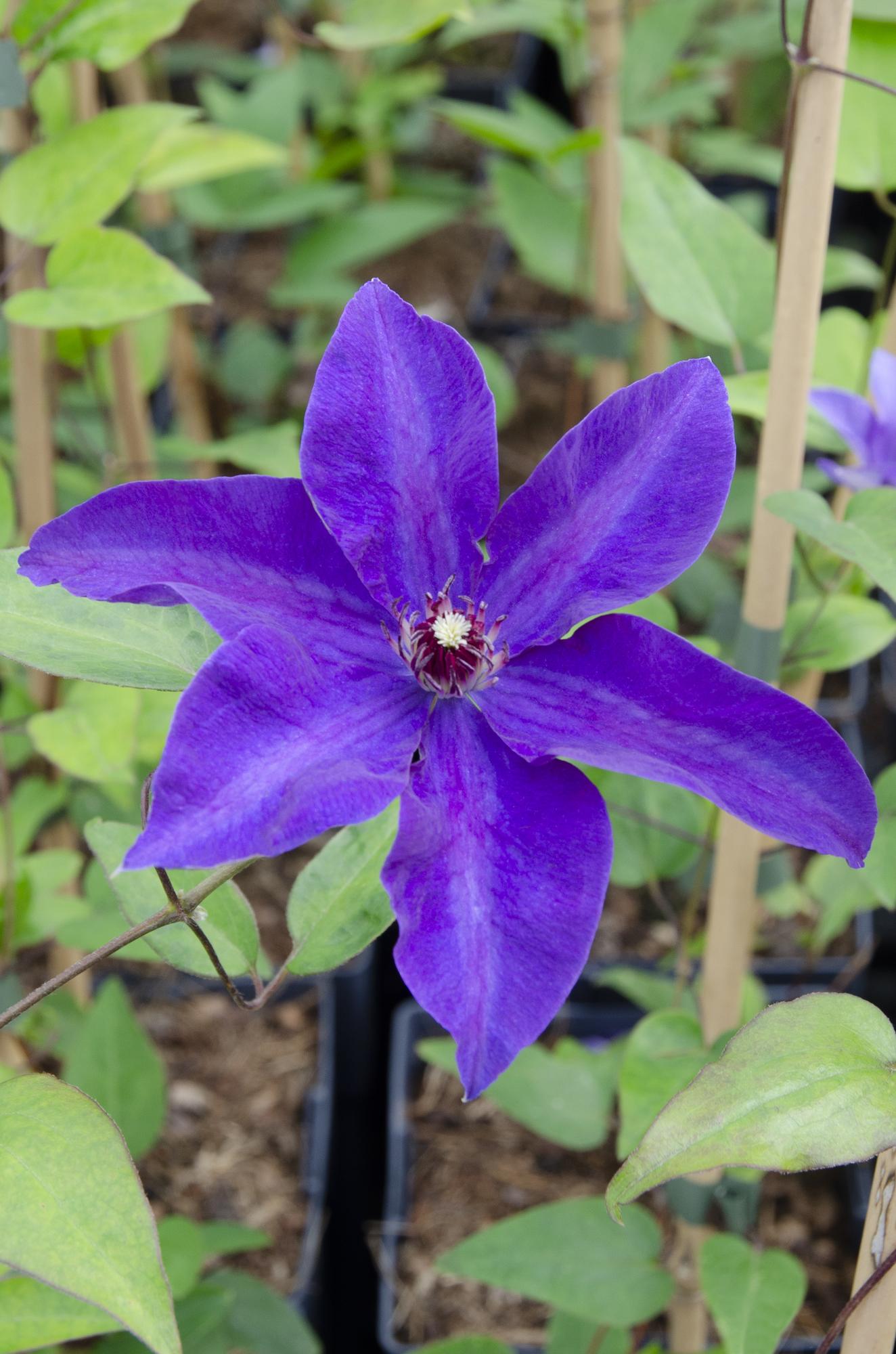 Clematis The President – Clematite violette grimpante – Ø15cm – ↕65cm - Verdeia
