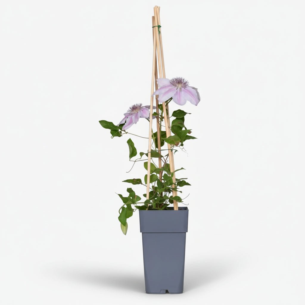 Clématite Nelly Moser — Grimpante double floraison - Verdeia - 2