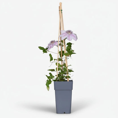 Clématite Nelly Moser — Grimpante double floraison - Verdeia - 2