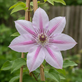 Clématite Nelly Moser — Grimpante double floraison - Verdeia - 1