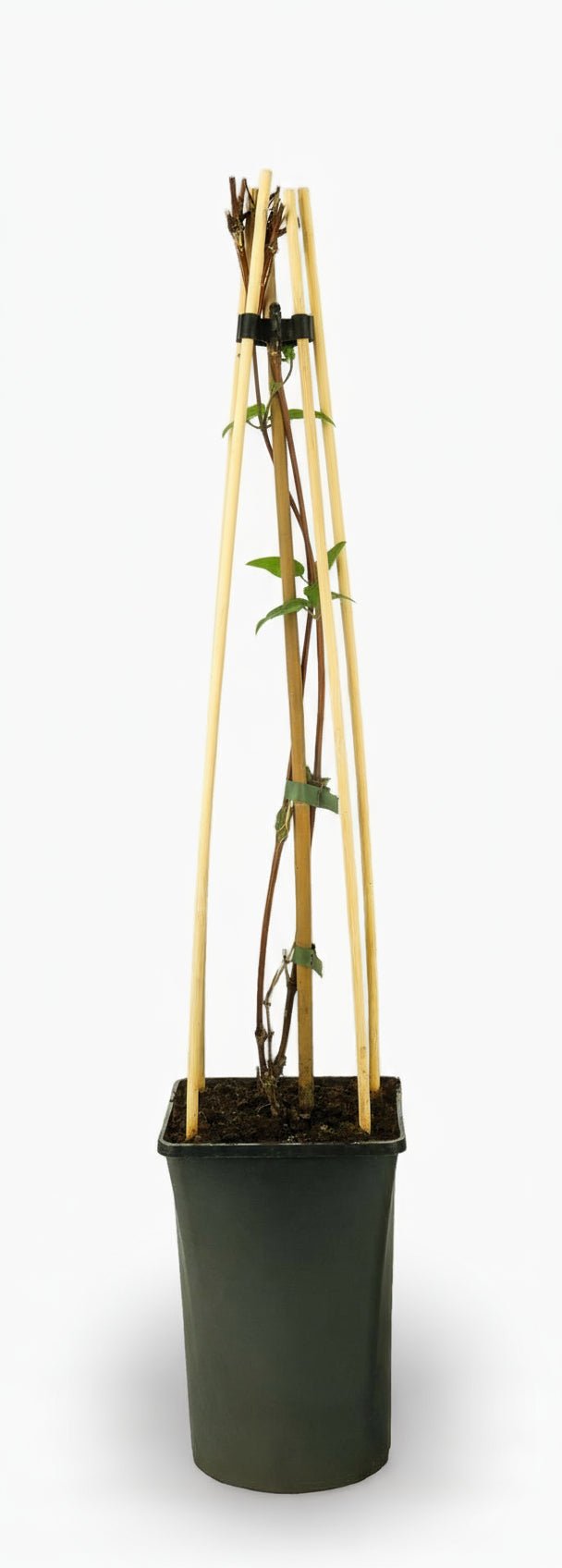 Clématite ‘Nelly Moser’ — Ø17 cm — H75 cm - Verdeia