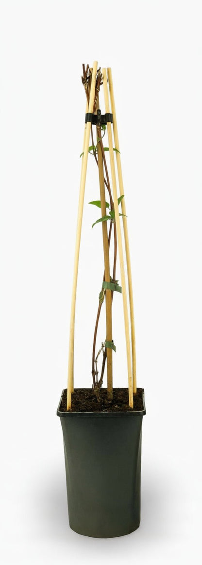 Clématite ‘Nelly Moser’ — Ø17 cm — H75 cm - Verdeia