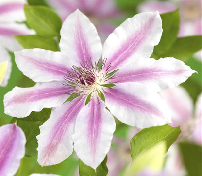 Clématite ‘Nelly Moser’ — Ø17 cm — H75 cm - Verdeia