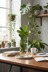 Clusia en jarrón cilíndrico — Planta hidropónica — Ø12 cm — H30 cm - Verdeia - 4