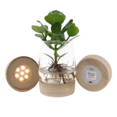 Clusia en pot de vidre Kingston + LED — Planta hidropònica — Ø12 cm — H30 cm - Verdeia - 1