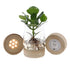 Clusia en pot de vidre Kingston + LED — Planta hidropònica — Ø12 cm — H30 cm - Verdeia - 1
